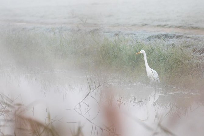 Marais De Sionnet: Private Bird Watching and Photography Trip  - Switzerland - Start Time, End Point, and Additional Information