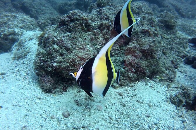 Marietas Islands National Park Excursion for Certified Divers - Inclusions and Amenities
