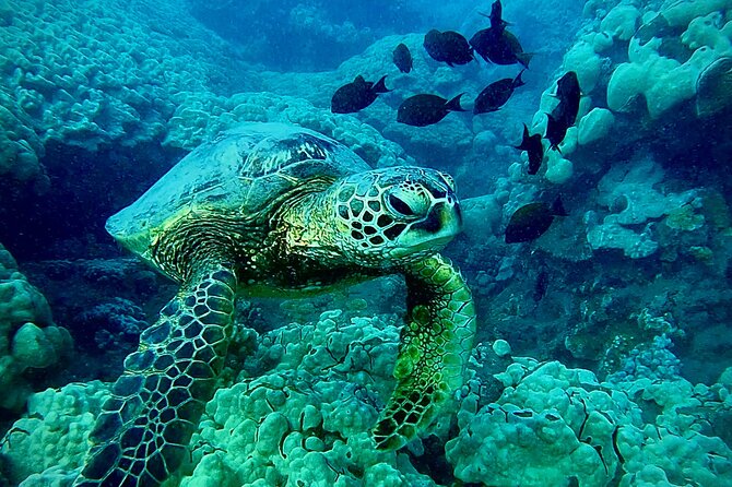 Marine Biologist Guided Snorkel Tour From Shore With Photos - Pricing and Contact Information
