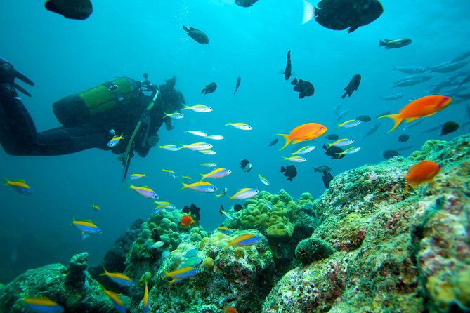 Marmaris & Icmeler Scuba Diving - Questions and Assistance