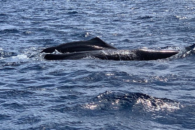 Martinique Half-Day Small-Group Dolphin Watching Tour - Traveler Photos