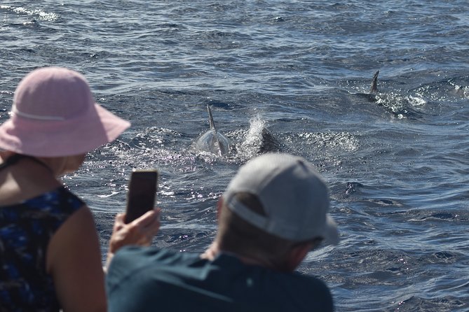Martinique Small-Group Half-Day Dolphin Watching Tour - Cancellation Policy and Reviews