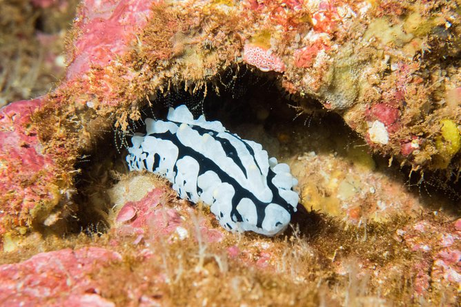 Maui Night Certified Scuba Diving Tour From Lahaina - Traveler Photos