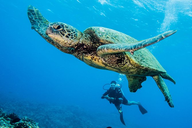 Maui Scuba Diving Introductory Lesson From Lahaina - Cancellation Policy