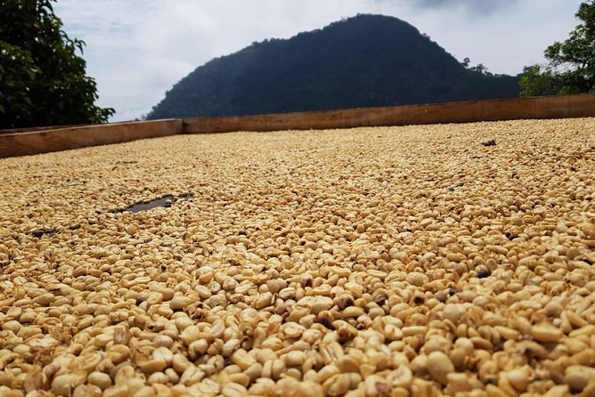 Medellín Coffee Tour to Concordia - Cancellation Policy