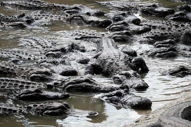 Miami Everglades Airboat Ride, Wildlife Show and Transfer - Cancellation Policy and Traveler Photos