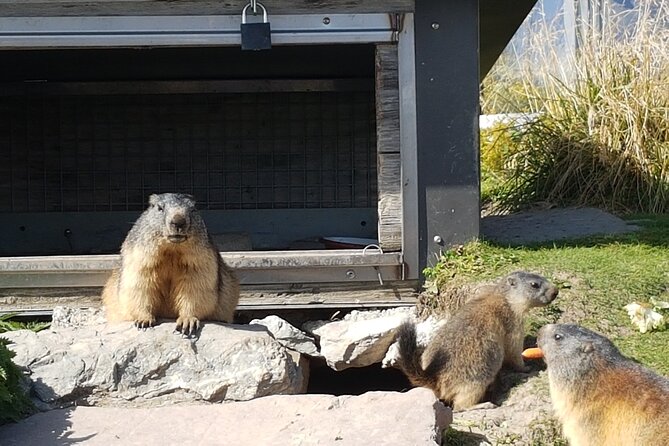 Montreux to Rochers-de-Naye: Alpine Adventure Ticket - Dining Options