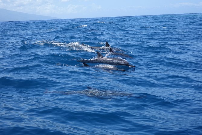 Moorea Private Boat Tour / Sea Scooter Snorkeling Tour - Additional Information