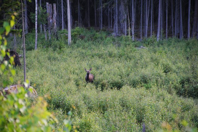 Moose Safari in the Wild Sweden Tiveden - Safari Transportation in a Minivan
