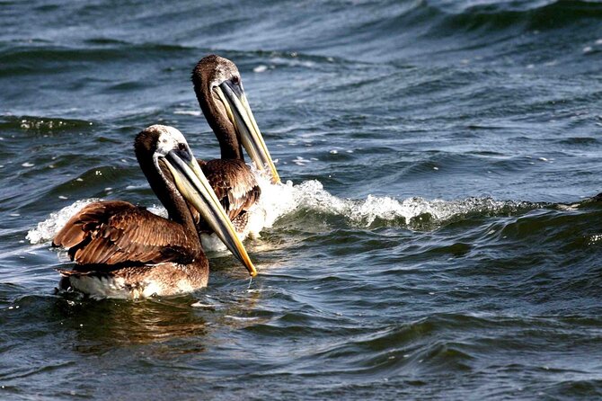 Morning: Ballestas Island Tour From Paracas With Entrances - Cancellation Policy