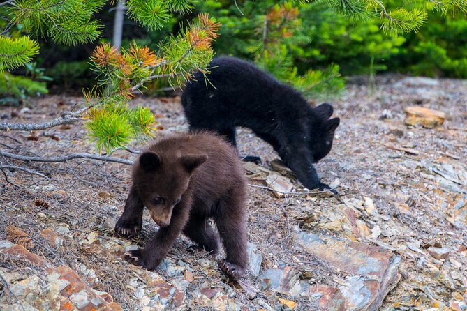 Morning Jasper National Park Wildlife Tour - Positive Reviews and Guide Expertise