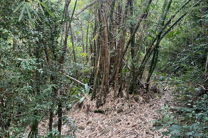 Mount Healthy National Park Private Hike Tour in Tortola - Questions and Pricing