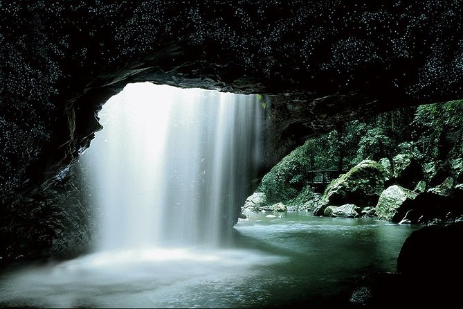Natural Bridge Glow Worm Night Tour From Gold Coast - Dazzling Glow Worm Cave Experience