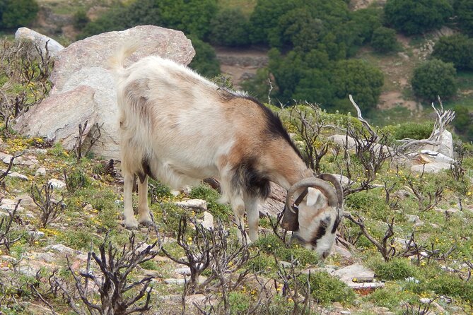 Naxos: Hike to the Top of the Cyclades - Mount Zas - Hiking Trail: A Journey to the Summit