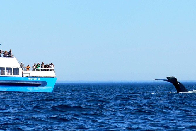 Newfoundland Puffin and Whale Watch Cruise - Customer Experiences and Recommendations