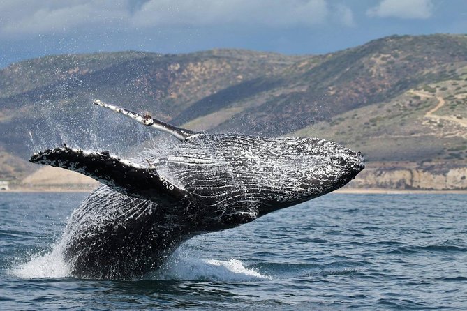 Newport Beach Whale and Dolphin Watching Cruise - Meeting and Pickup Information