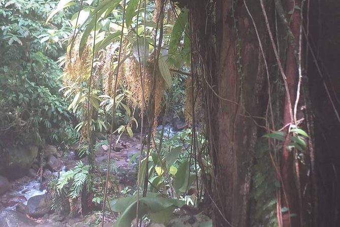 North Island Tour And Martinique Best Secret - Common Questions