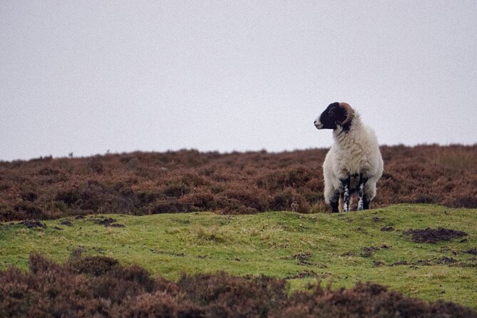 North York Moors Tour App, Hidden Gems Game and Big Britain Quiz (7 Day Pass) UK - Reviews