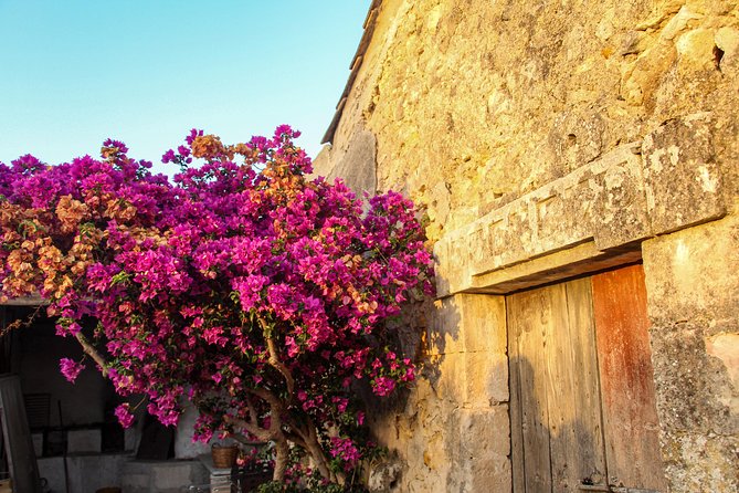 Noto Organic Farm Tour and Lunch or Dinner  - Sicily - Fresh Ingredients From the Garden
