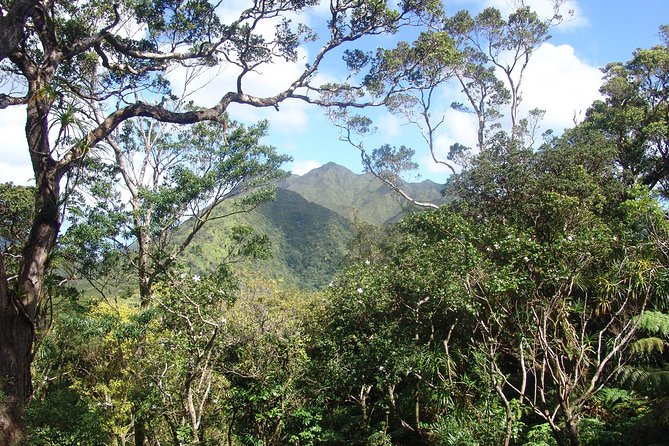 Oahu Volcanic Rainforest Hiking Adventure - Physical Challenge