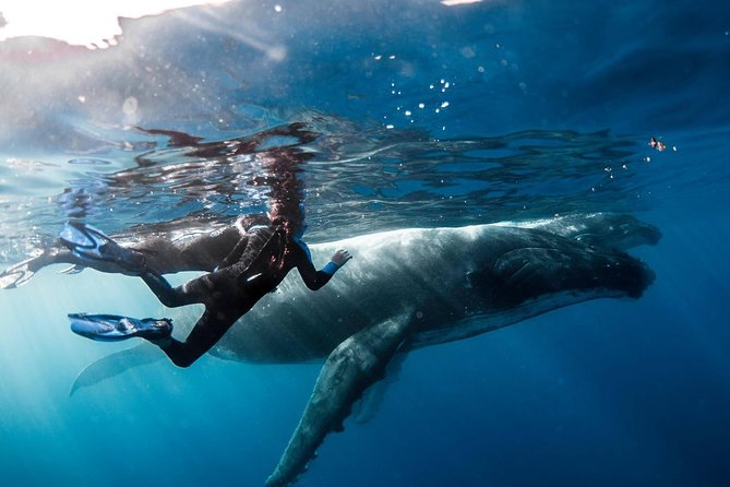 Ocean Wildlife Expedition; Swim With Whales, Sharks, & Rays Half-Day Boat Tour - Recommendations for a Better Experience