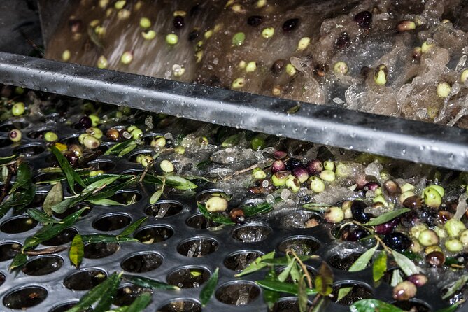 Olive Harvesting in Eastern Mani - Benefits and Uses of Olive Oil From Eastern Mani