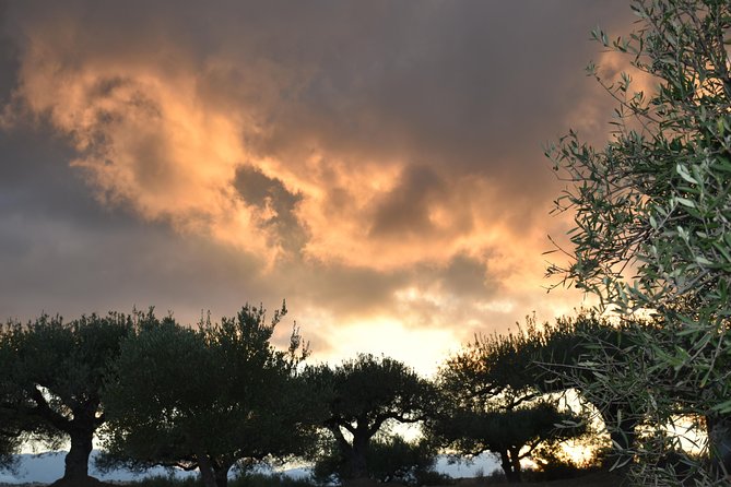 Olive Oil Tasting Tour - Meeting and Pickup Details