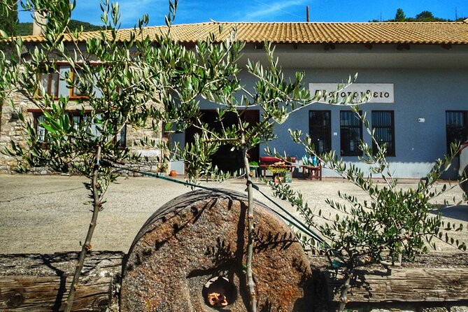Olive Tour & Tasting - What To Expect