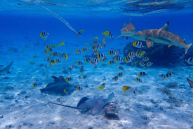 One Day Canoe Excursion Around Tahaa and Its Lagoon - Good To Know