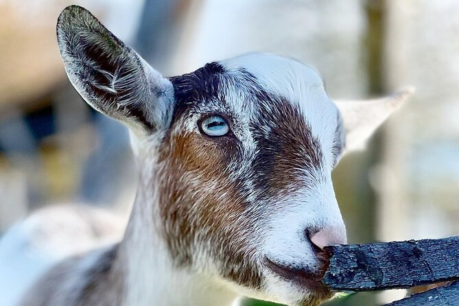 Ontario: Goat Meet-and-Greet Family-Friendly Farm Experience - Cancellation Policy