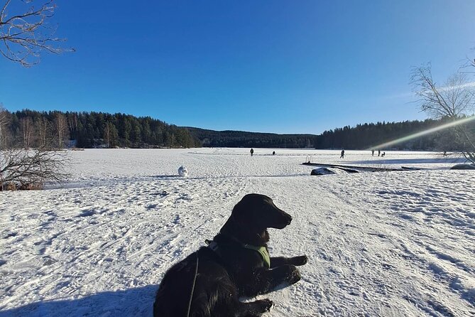 Oslo: Scenic Hike and Norwegian Waffle Witch Local & Puppy - A Furry Friend on the Adventure