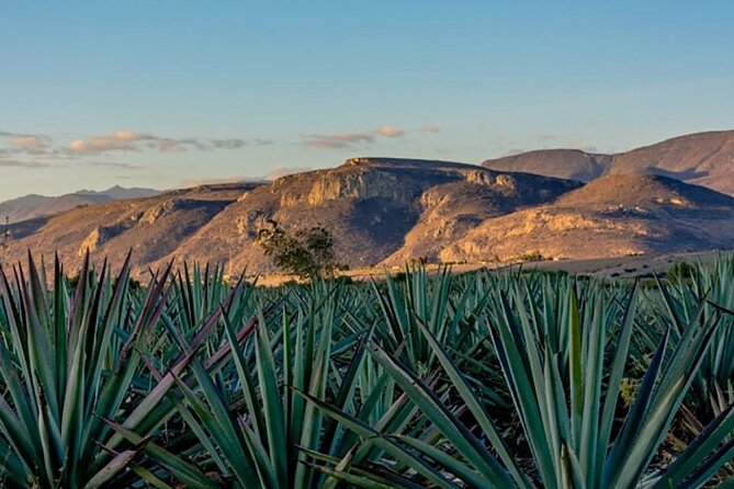 Overnight 2-Day Experience in Beautiful Oaxaca - Transportation and Logistics