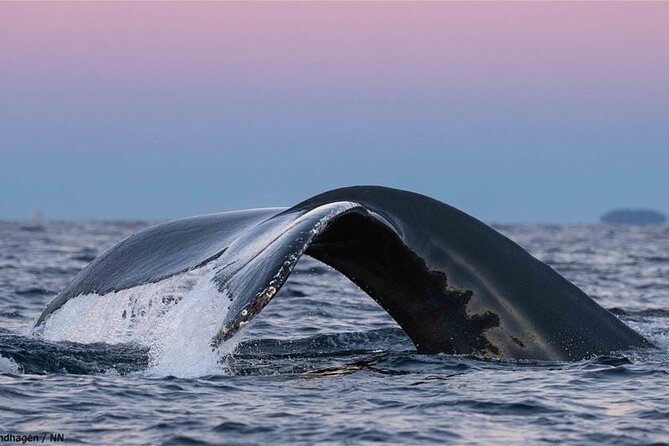 Overnight Northern Lights and Whale Safari - Wildlife Encounters