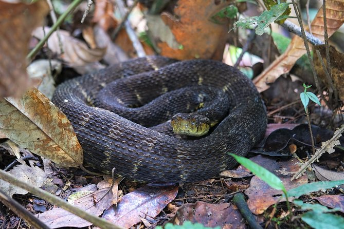 Pacaya-Samiria National Reserve Private 3-Night From Iquitos - Day 3: Continue Exploring Pacaya Samiria National Reserve