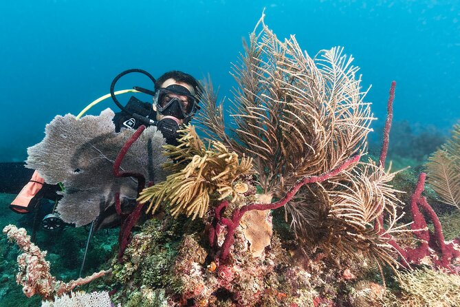 PADI Discover Scuba Diving Course in Bayahibe - Reviews