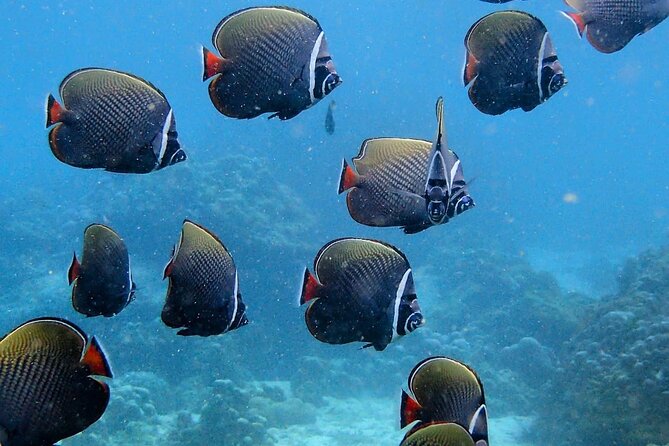 PADI Discover Scuba Diving for Beginners (Non Certified Divers) - Common Questions