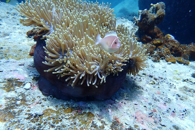 PADI Discover Scuba Diving for Beginners - Essential Equipment for Beginners