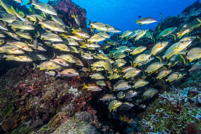 PADI Discover Scuba Diving Program in the Riviera Maya - Age and Health Requirements