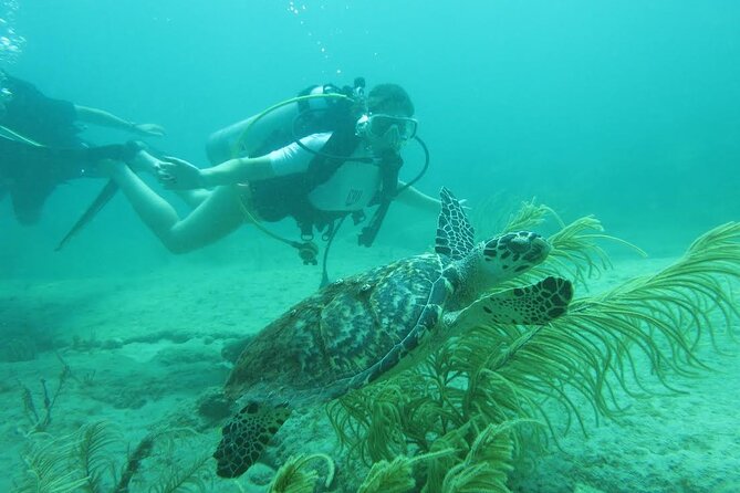 Palm Beach Private 1-Day Scuba Lesson  - West Palm Beach - Abundant Marine Life