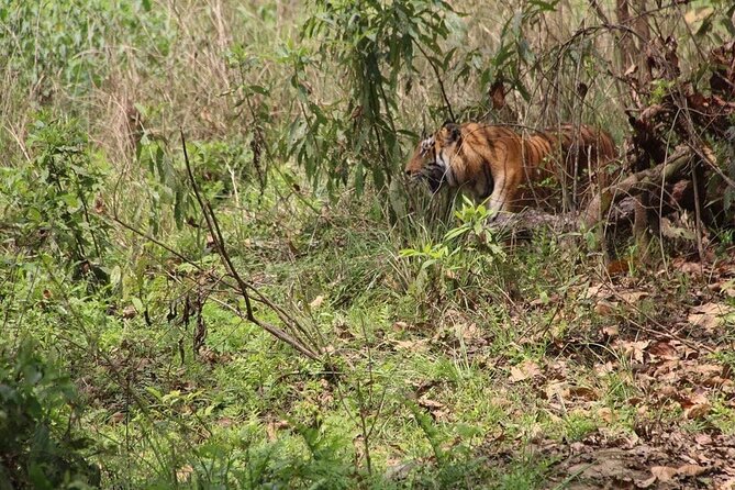 Parsa Wildlife Reserve Tour From Kathmandu - Accommodation