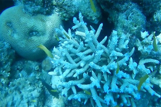 Pattaya Coral Island Tour - Itinerary Highlights
