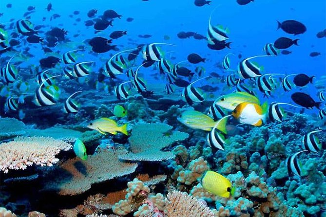 PATTAYA: Tour Coral Island Speed Boat, Sea Walk and Others Choice Lunch - Start and End Time