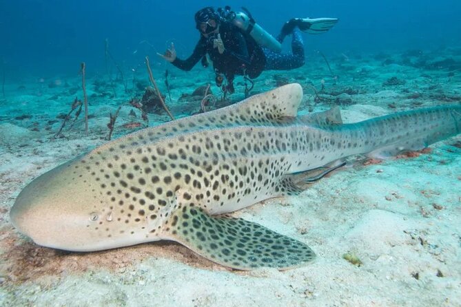 Phuket Scuba Diving and Snorkeling Offshore 2 Islands Full-Day by Speed Boat - Speed Boat Details