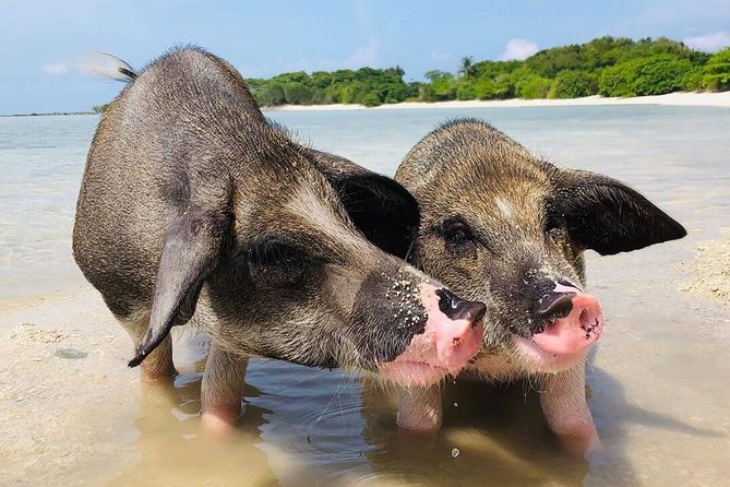 Pig Island Private Beach Full Day From Koh Samui - Thai Version of the Bahamas - Free Time for Water Activities