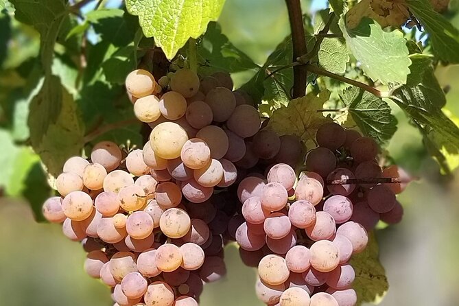 Pinot Noir & Pinot Wine Tour to Baden-Württemberg - Meeting and Pickup