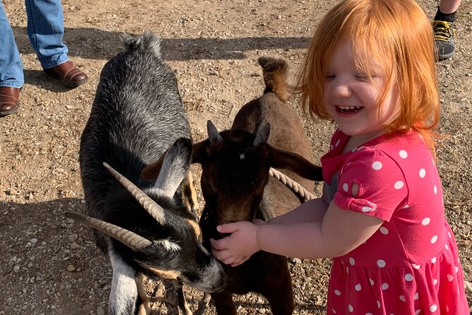 Pony Rides and Petting Zoo - Other Details