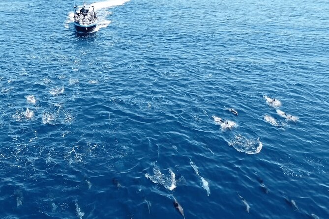 Portimão: World of Dolphins and Seabirds - Biologist on Board - Discovering the Diversity of Seabirds