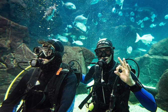 Porto Moniz Small-Group Madeira Aquarium Scuba Dive  - Funchal - Additional Information