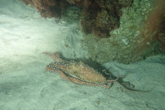 Porto Santo Night Snorkeling Tour - Marine Species Encounters