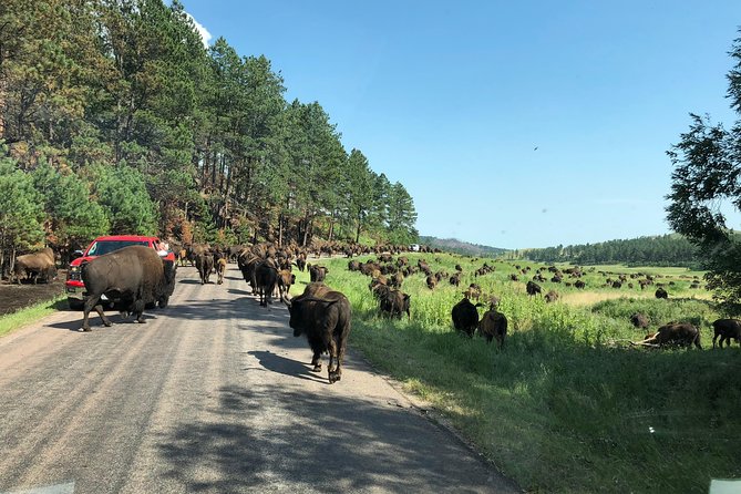 Premiere Private Black Hills Tour: Mt Rushmore, Crazy Horse & Custer State Park - Positive Experiences With the Tour